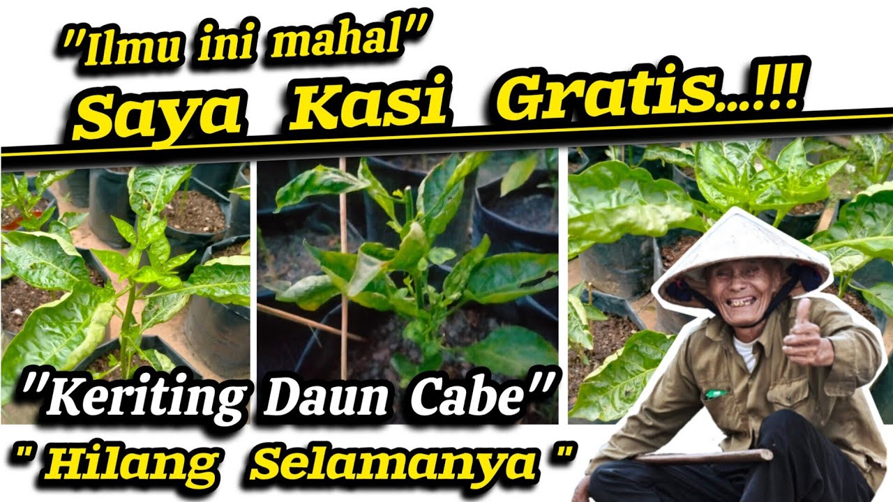 💥 ILMU MAHAL 💥 Keriting Daun Cabai Sembuh Total Dengan 2 Metode Sakti ini ✅ Akarisida Untuk Hama ✅