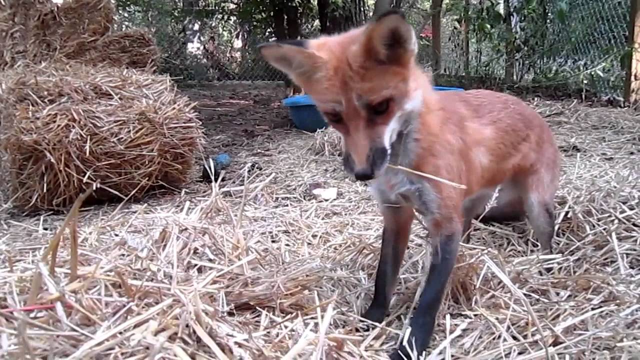 Fox in the Straw - pet fox RonRon Pounces