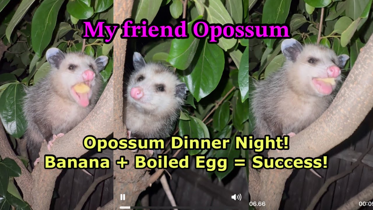 Opossum took Banana and boiled eggs tonight! #Ipossum #opossumloveegg #opossumfriend #bananaeat
