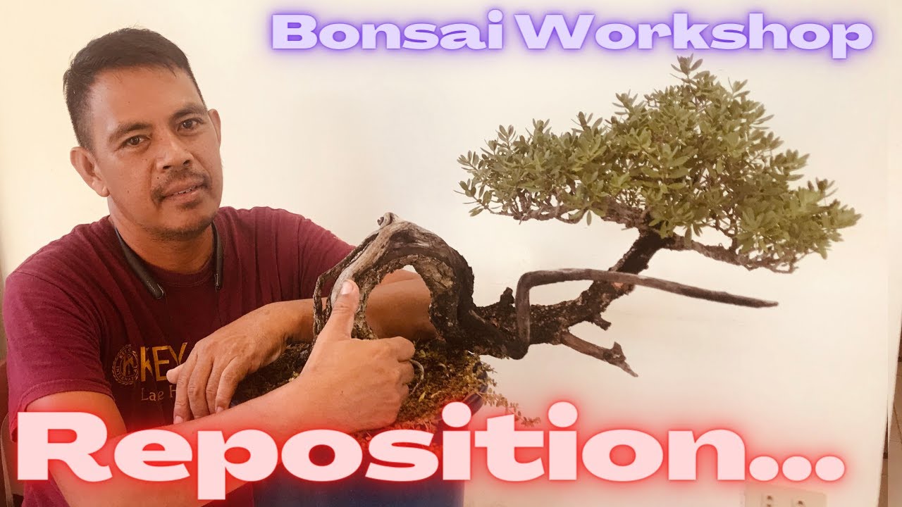 WHY AND HOW ??? REPOSITION OF BONSAI ,, Bantigue Bonsai Workshop - Pag-aalaga ng Bonsai