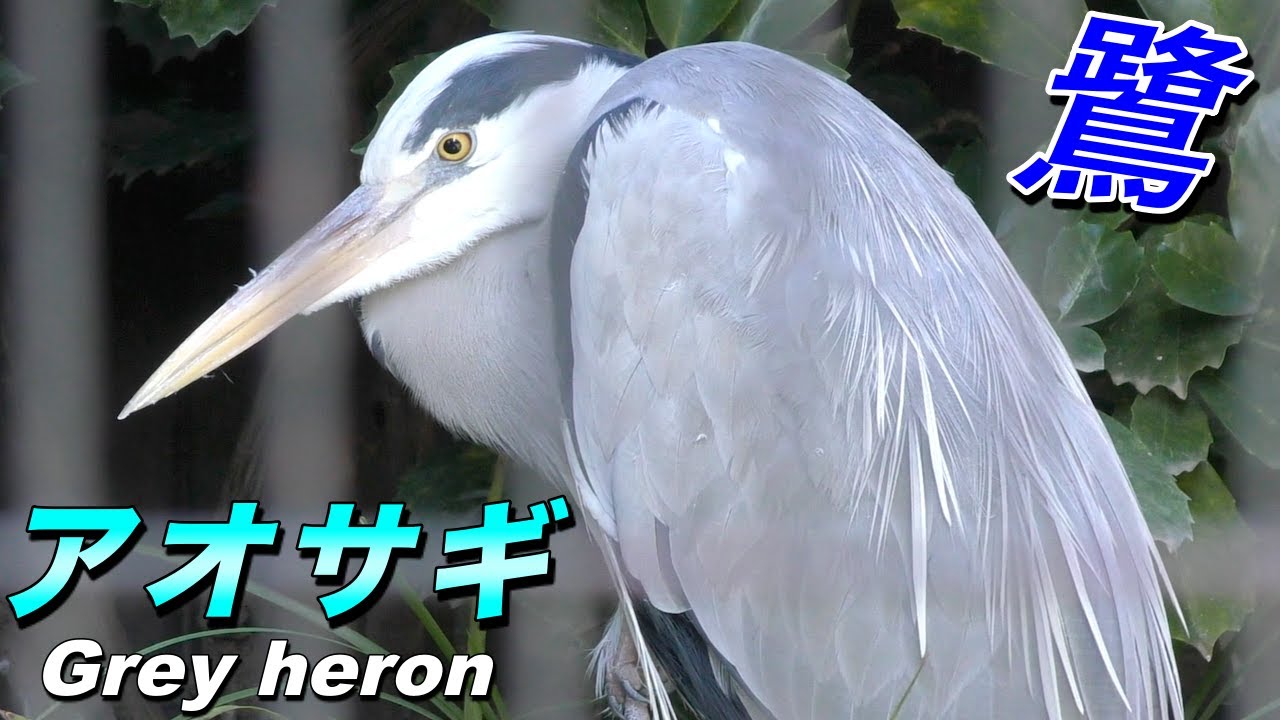 【鳥】アオサギの生態〜日本最大の「鷺（サギ）」（Grey heron）〜