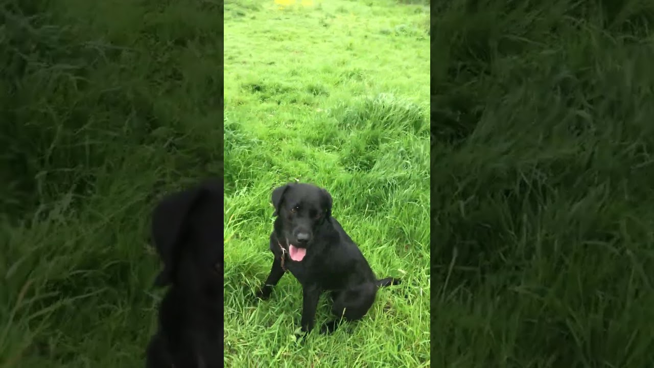 Gundog stop whistle and hunting exercise