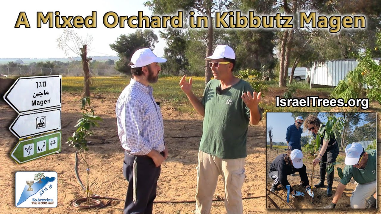 Planting A Mixed Orchard in Kibbutz Magen
