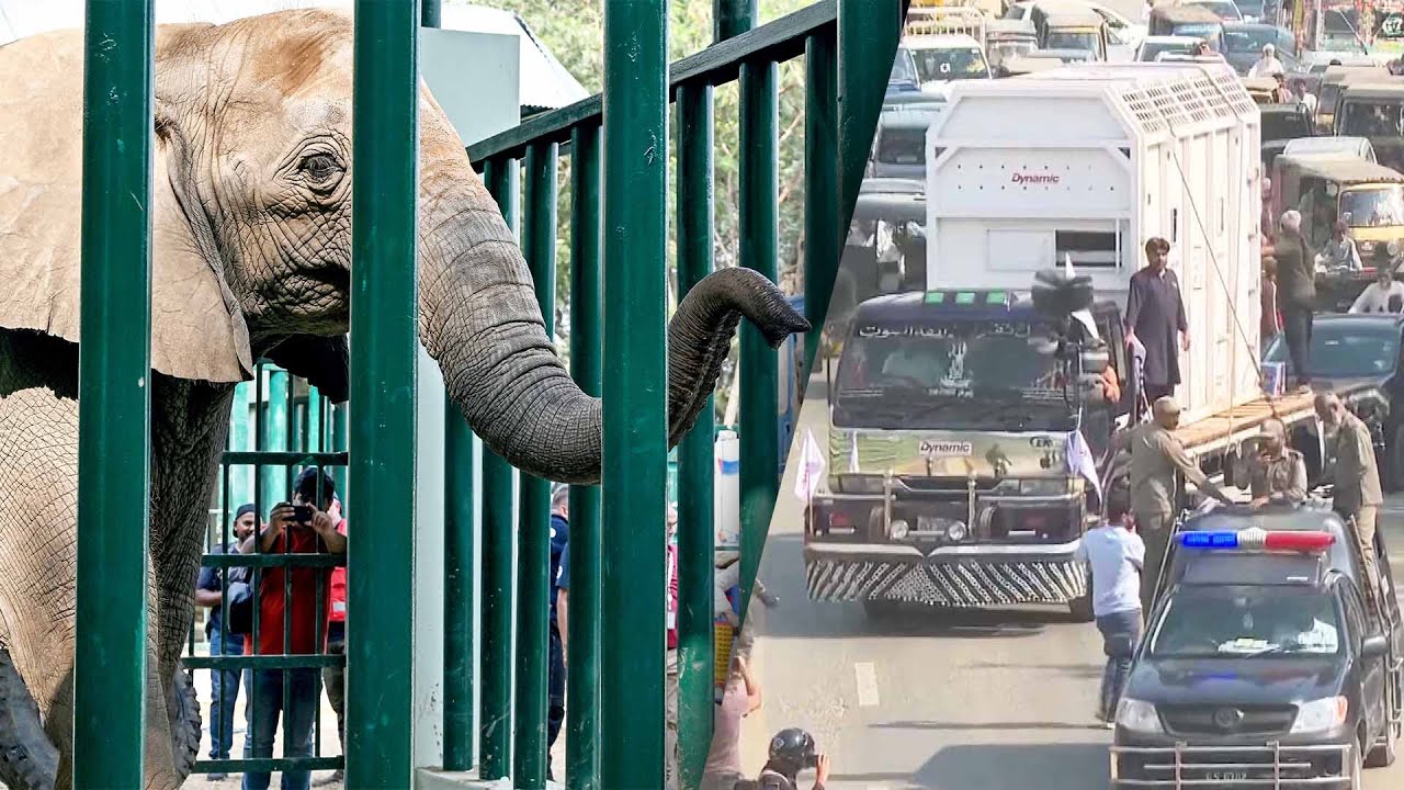 Elephant Sisters Reunited After 15 Years Apart