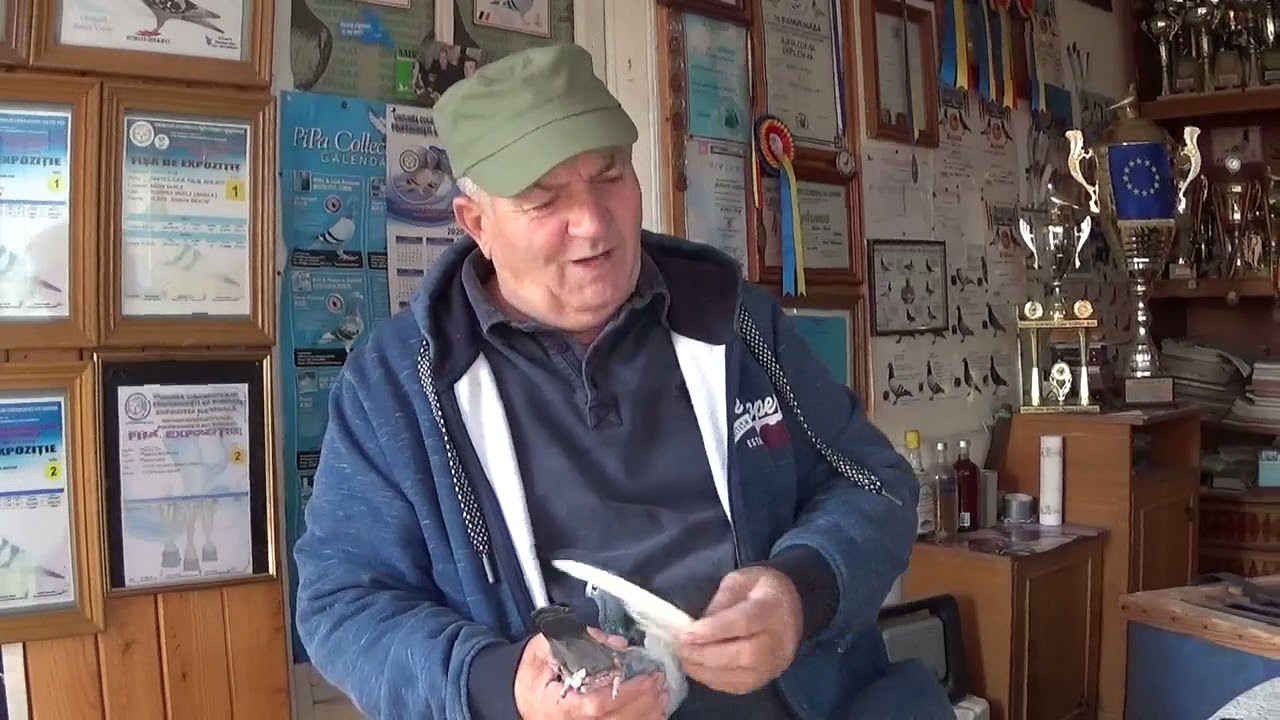 Campion columbofil dl Badin Vasile Braila Romania prezentare porumbei 11 oct 2021 part 1