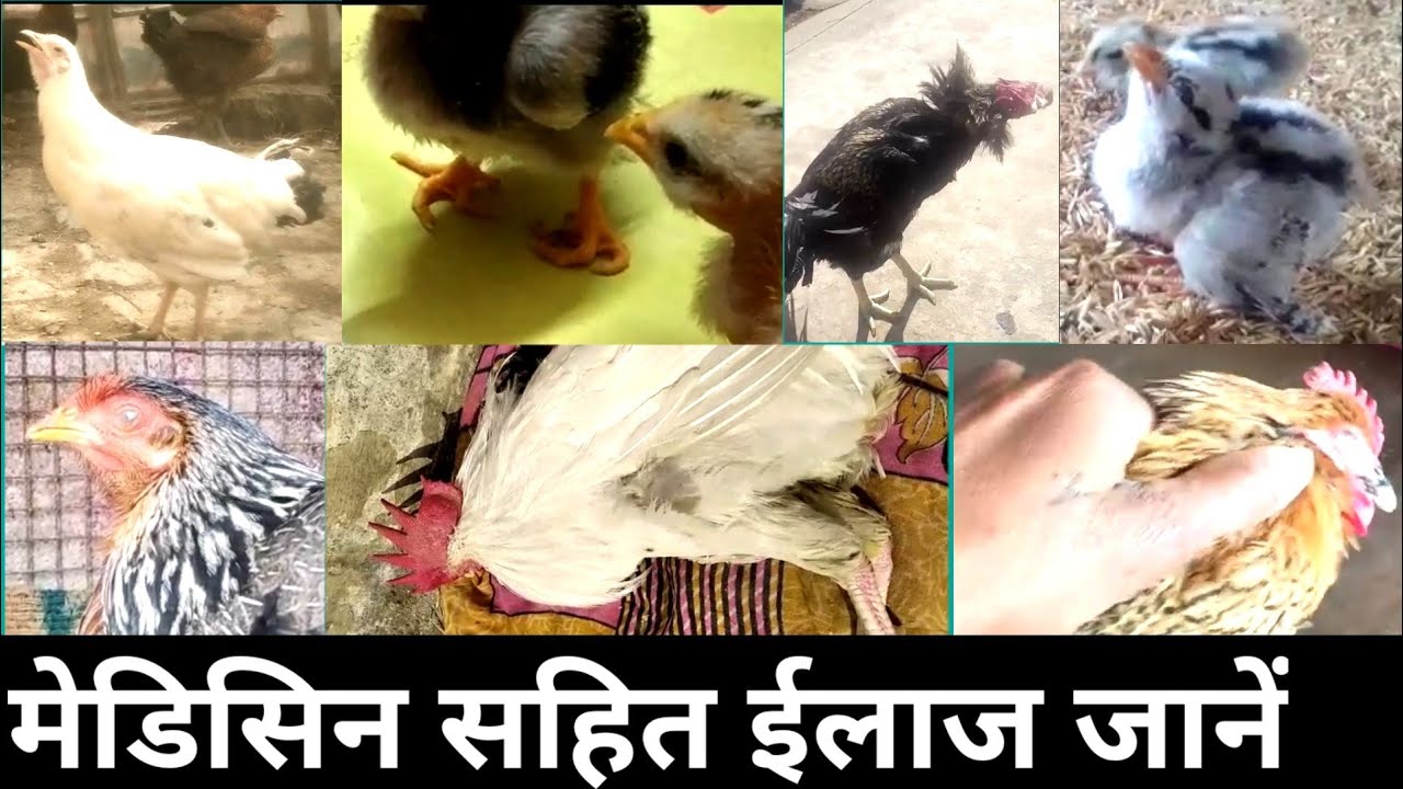 all poultry medicine।।desi murgi palan।। Desi murgi farm।।desi poultry farm।। desi murgi।।by mahsoos