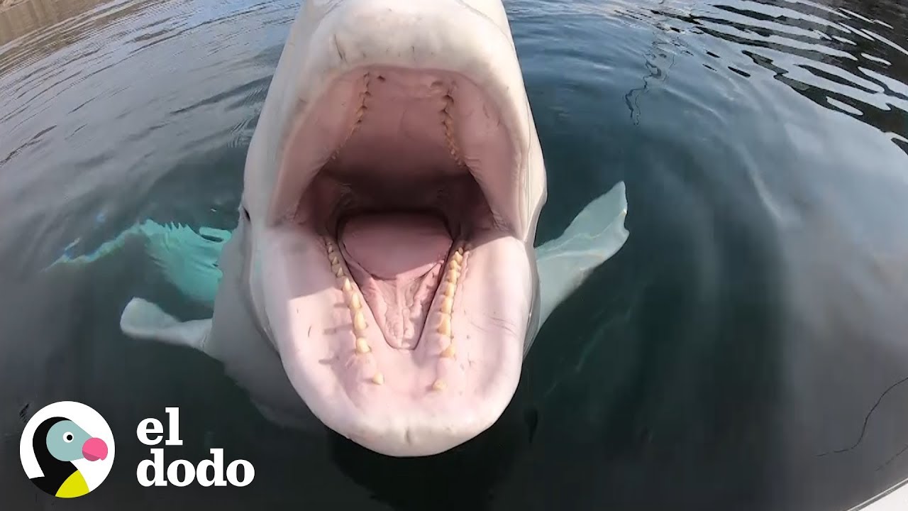 Ballena amigable no se marcha hasta recibir caricias | El Dodo