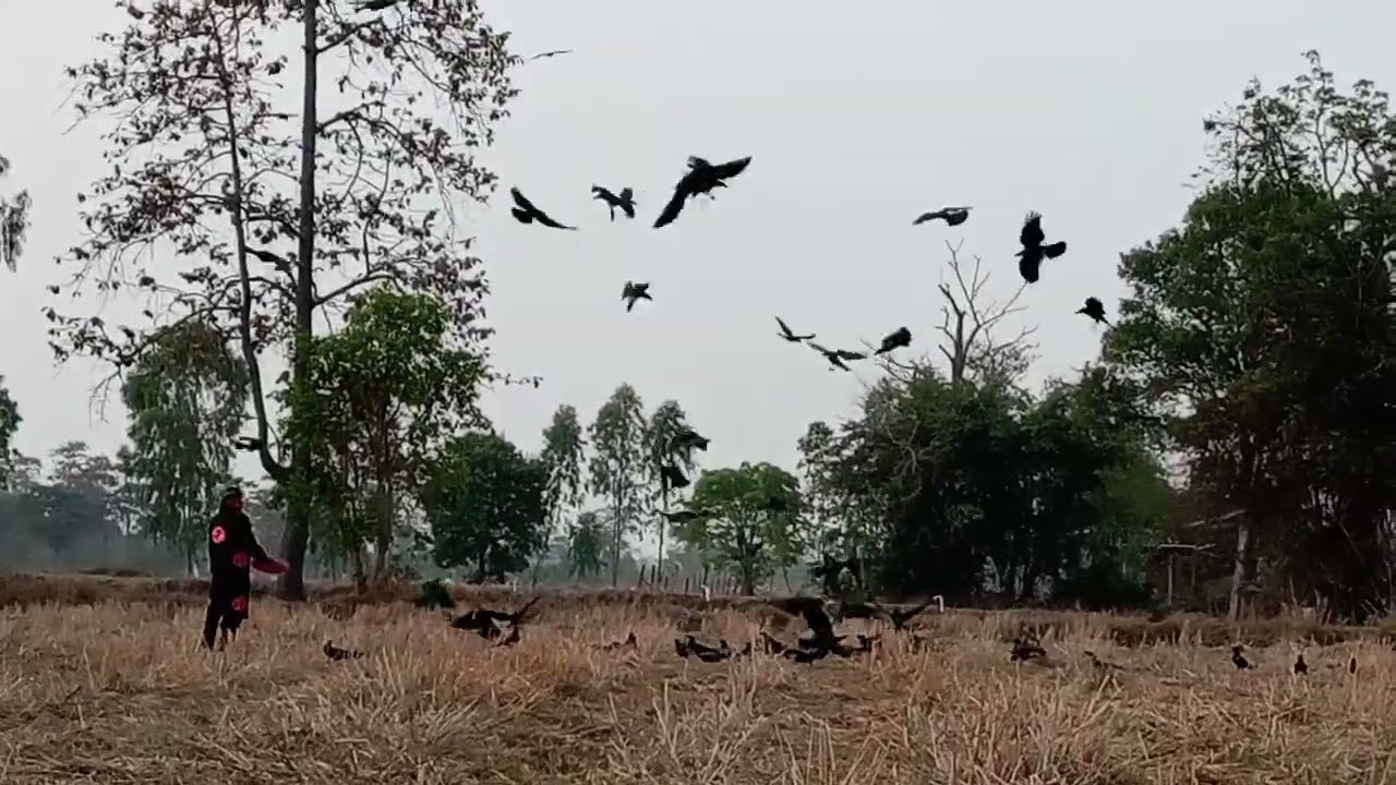 วันนี้ให้อาหารกา​ #automobile #crow #birds #travel #สัตว์โลก​ผู้น่ารัก