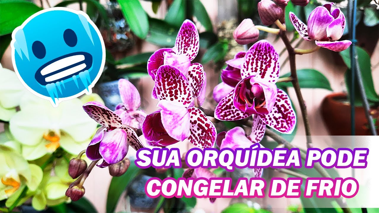 Como Proteger as Orquídeas do Frio no Inverno