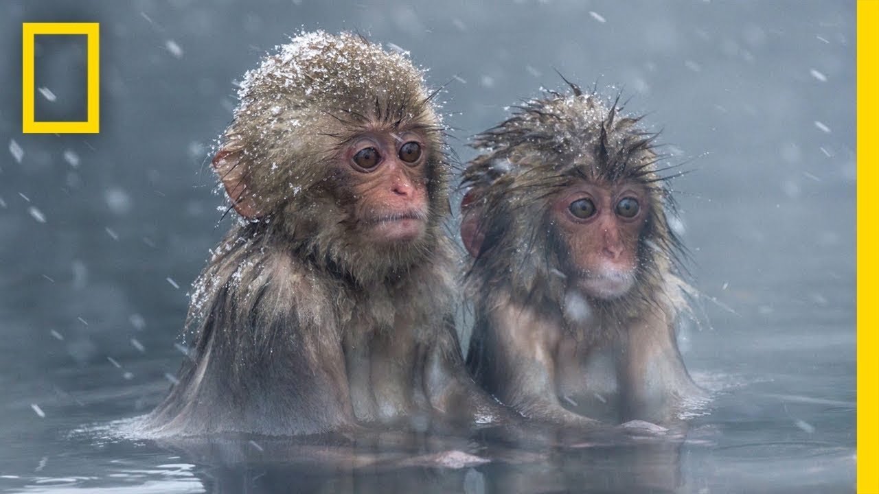 This World Animal Day, Celebrate the Beauty of the Animal Kingdom | National Geographic