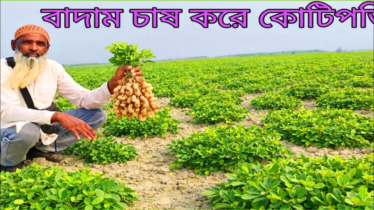 অবিশ্বাস্য ফলন এই চাষে। Agriculture video. 