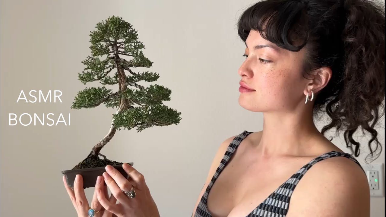 Shimpaku Juniper Bonsai Emergency Repot - How to Repot a Bonsai ASMR