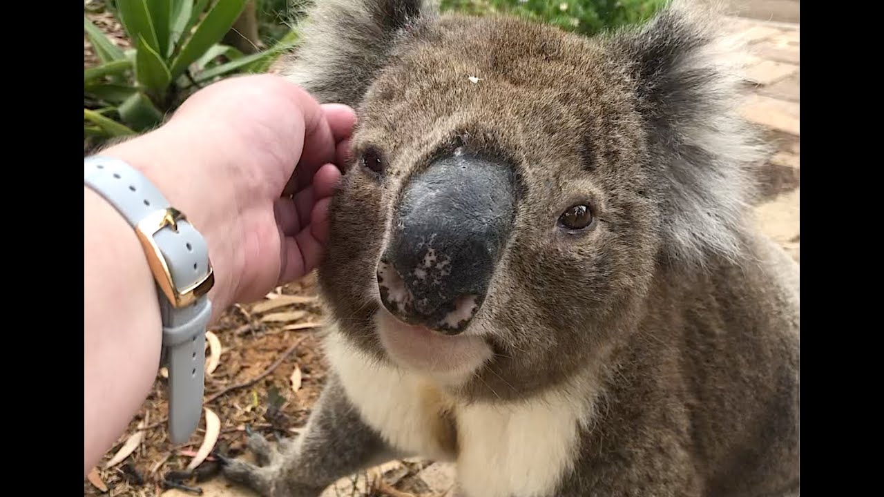 I Guided This Little Koala Off the Road
