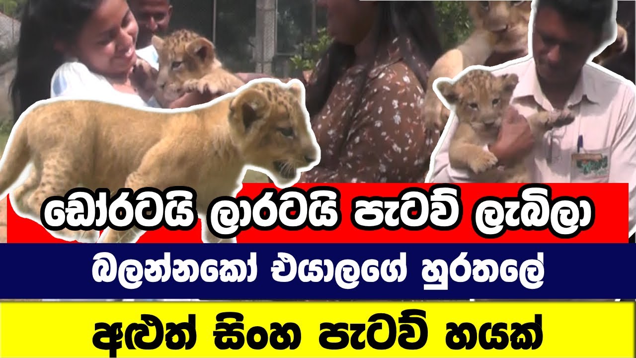 ඩෝරටයි ලාරටයි පැටව් ලැබිලා | New Lion Cubs at Ridigama Park