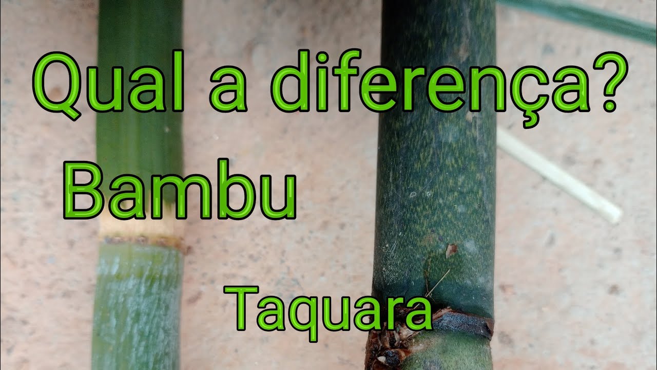 Qual a diferença entre o bambu e a taquara? Você sabe qual é? Você quer saber?