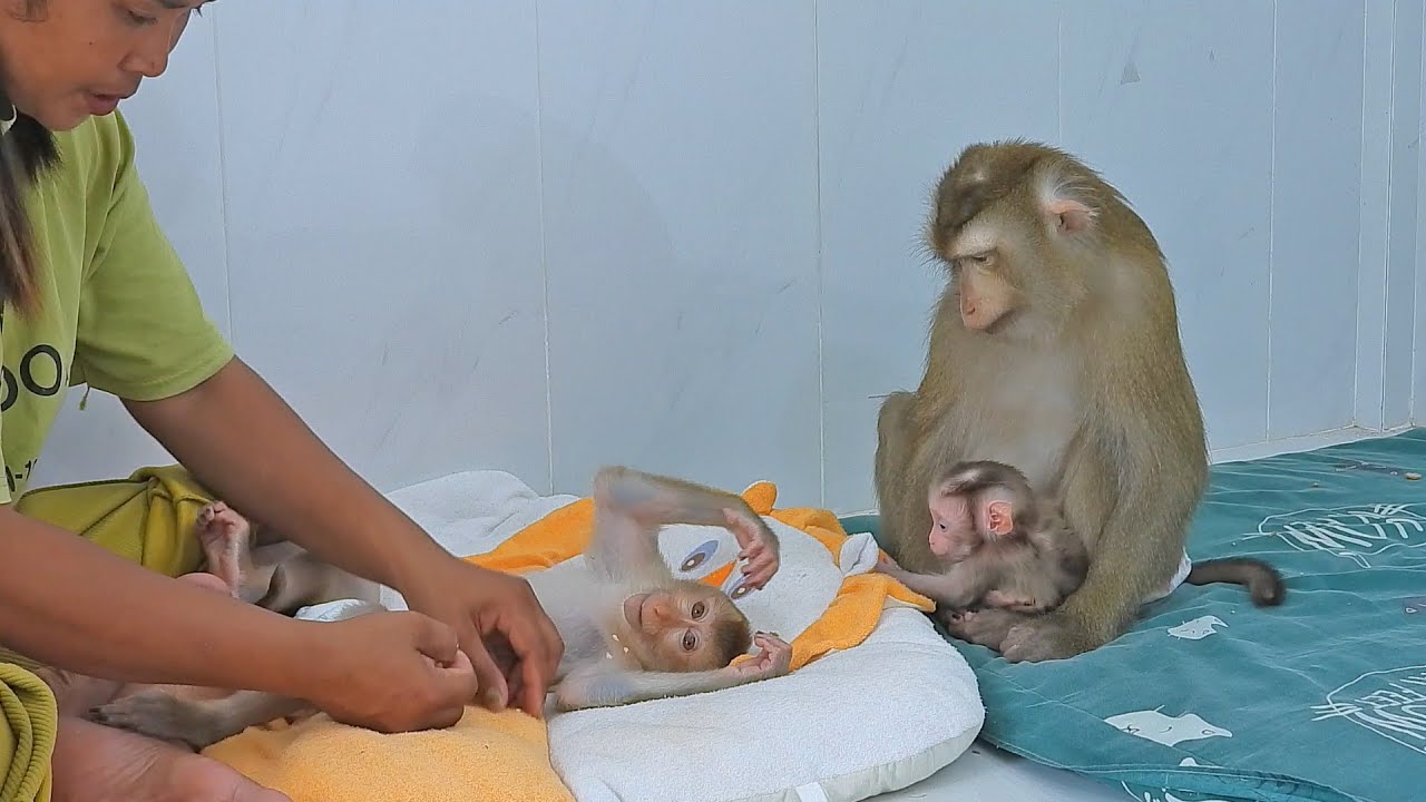 Mommy Luna With Two Baby Valen And Luka Take A Nap
