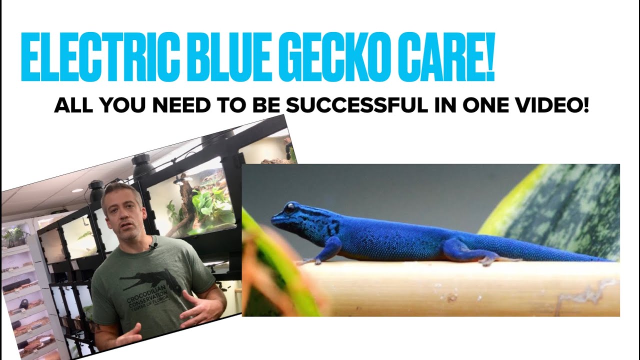 Electric Blue Gecko Care - All You Need To Be Successful In One Video!