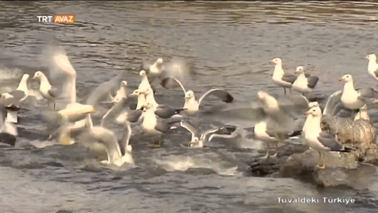 Van - Tuvaldeki Türkiye - TRT Avaz