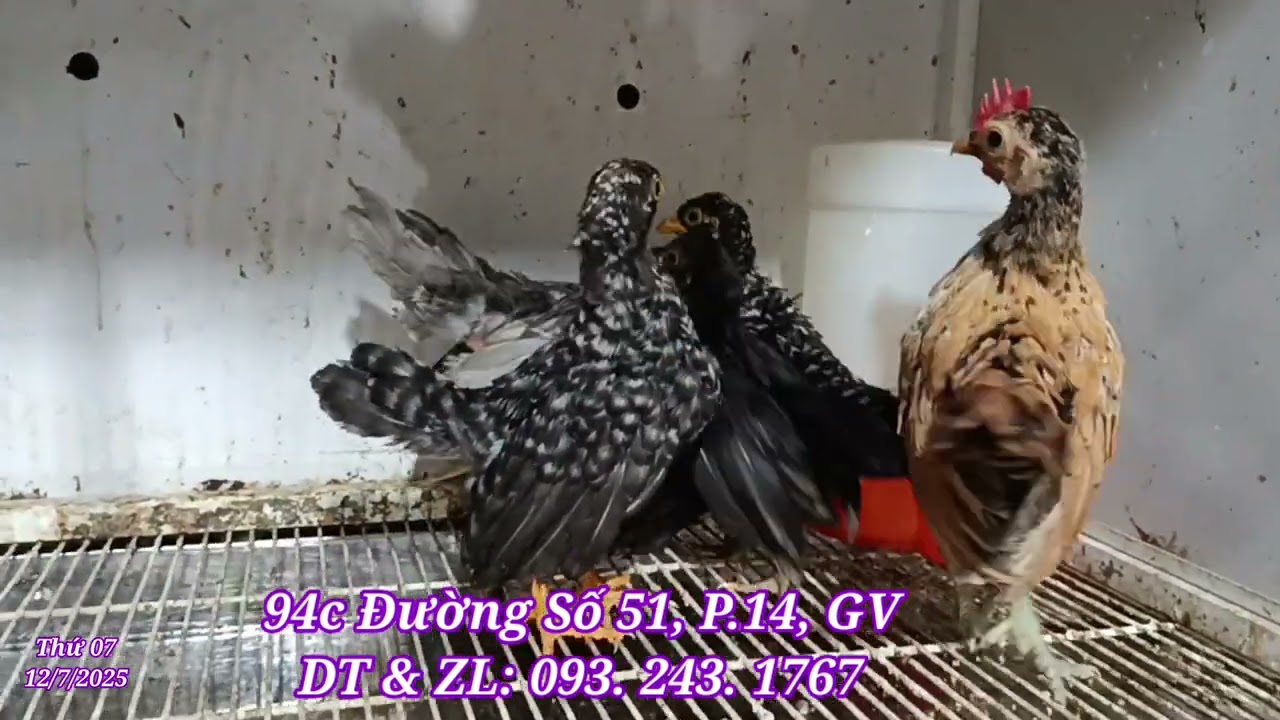 Gà tre mỹ siêu mini, manh manh mai hoa dâu, ri xanh, đuôi cụt cánh xanh, 7 màu châu âu