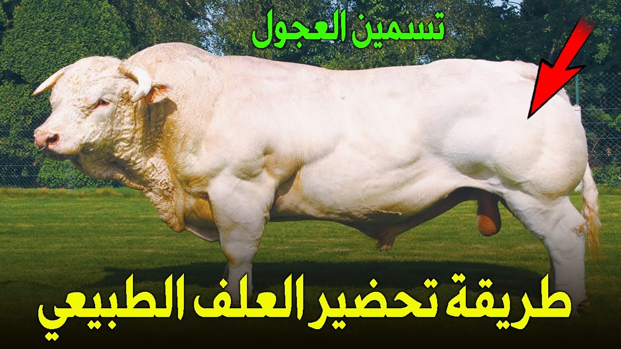 طريقة تحضير العلف الطبيعي لتسمين العجول  مزرعة عمران