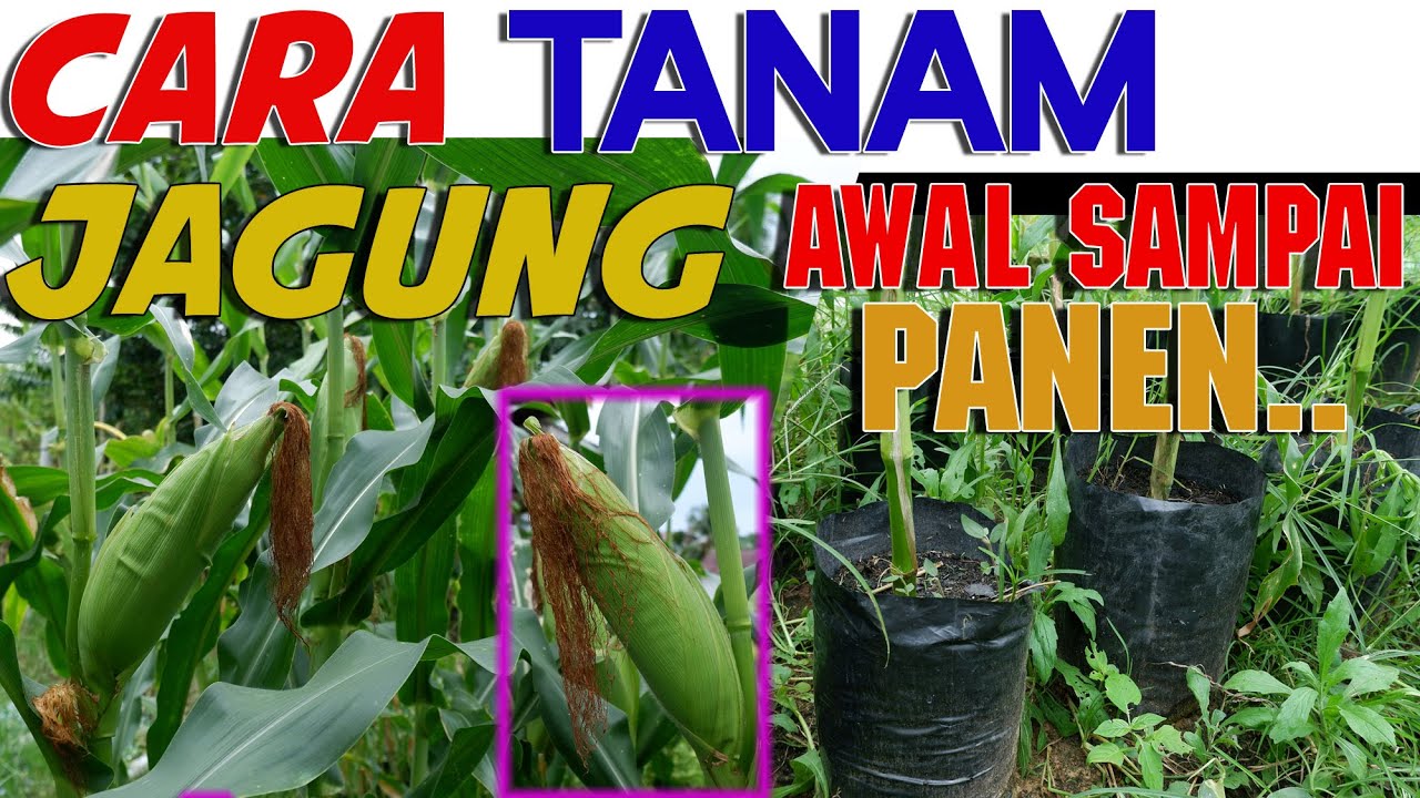 TERBUKTI. CARA TANAM JAGUNG DARI AWAL HINGGA PANEN. HANYA DI POLYBAG