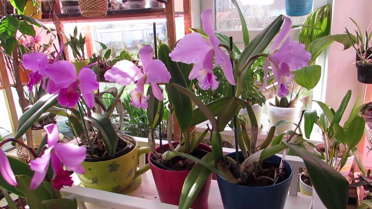 Праздник цветения Cattleya labiata из питомника AWZ, Бразилия