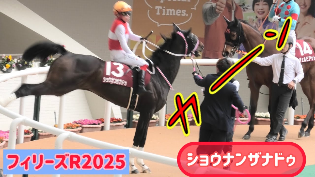 【フィリーズR2025】暴れ馬×池添騎手！ショウナンザナドゥちゃんの気合いの柵蹴り！