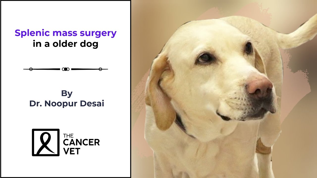 Splenic mass surgery in a older dog | The Cancer Vet - Episode 73