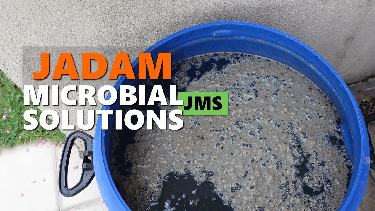 Cara Membuat dan Menggunakan JMS = JADAM Microbial Solution @ Baja Organik Nasi Basi 🙏🌿🤠