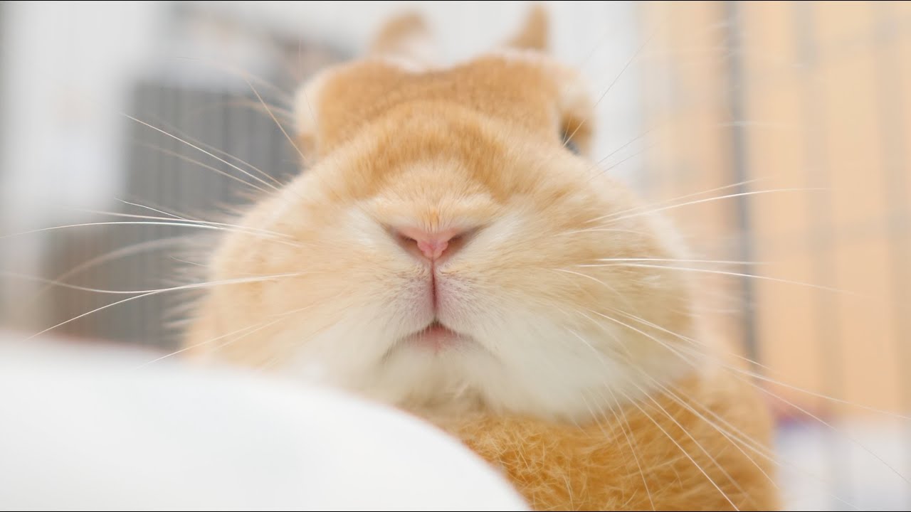 のんびり屋のうさぎの麦【No.89】