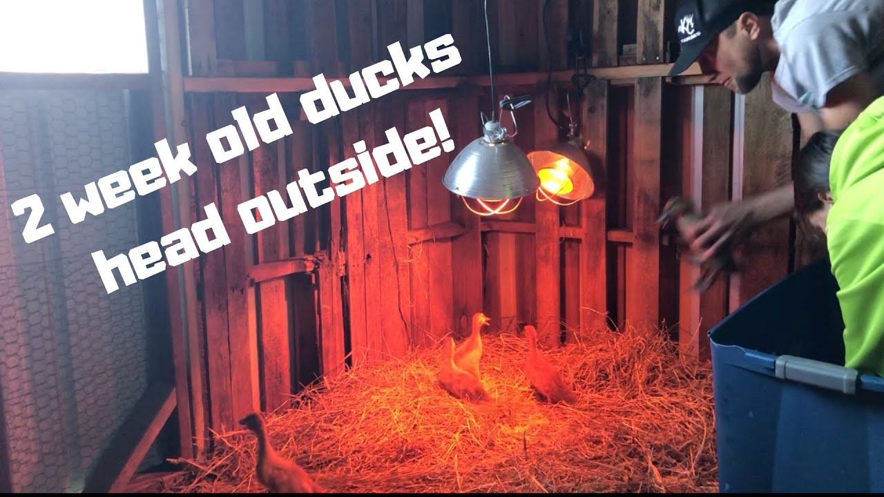 Ducks move outside at 2 weeks old!