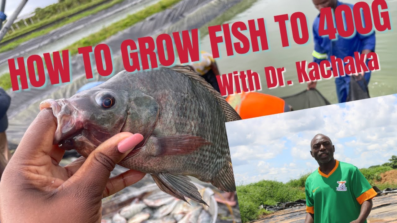 HOW TO GROW FISH TO 400 GRAMS | REFRESHER COURSE WITH DR.  KACHAKA & ZACOSO
