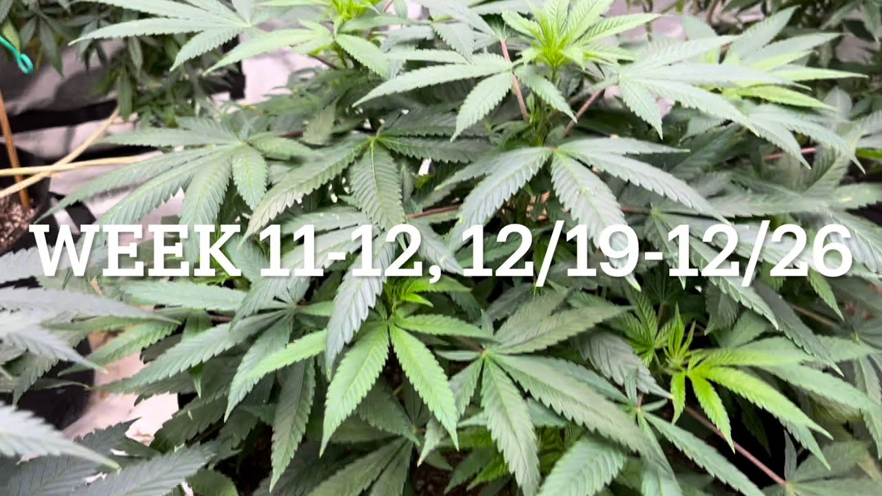 #420GTGT Afgoo OD - week 11-12, flower week 2