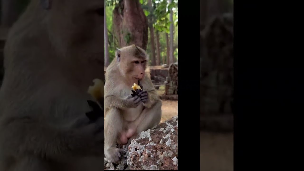 RANY Monkey Videos    Live Stream