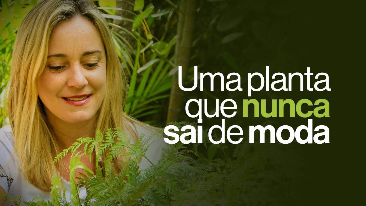 Uma linda planta que nunca sai de moda