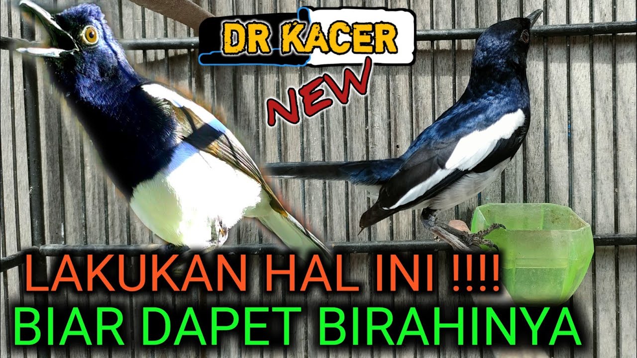 SAAT MENAIKAN BIRAHI KACER KACER BOLEH DIJEMUR ATAU TIDAK ? DR KACER NEW
