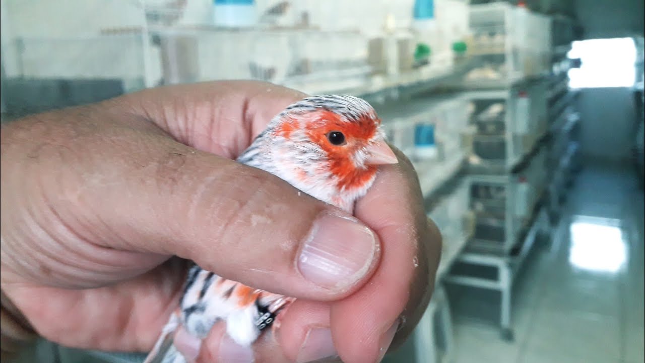 COMO COLORIR O CANÁRIO ÁGATA TOPÁZIO  VERMELHO MOSAICO