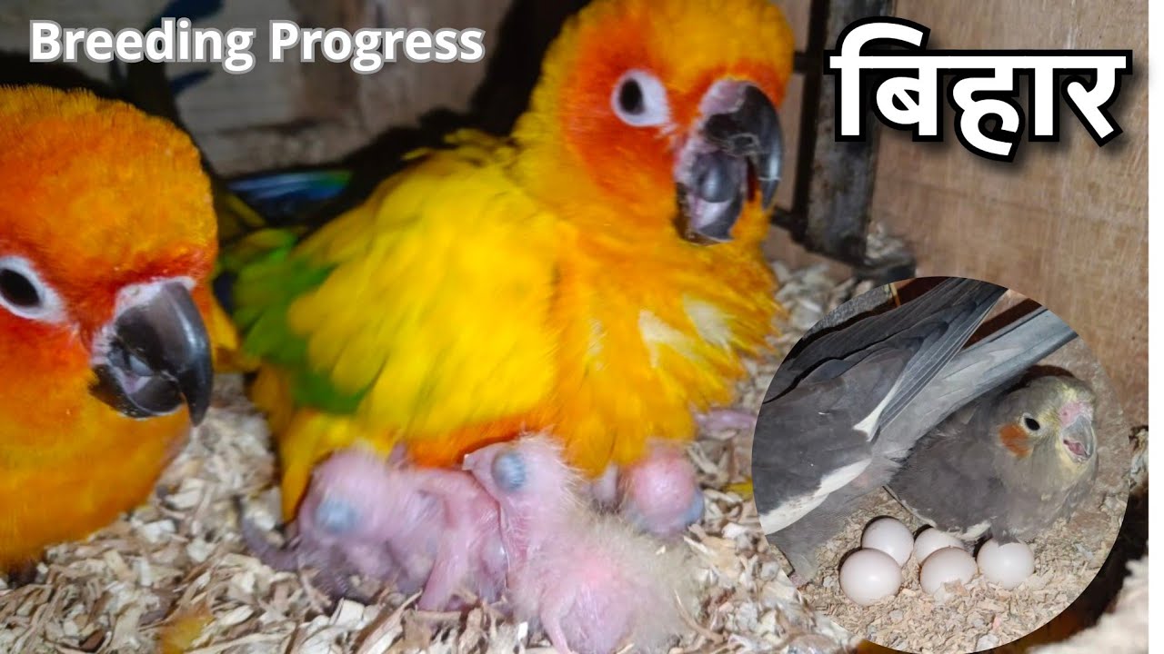 Sun Conure Breeding Progress and Tips | Bird Breeding Farm in Darbhanga Bihar | Budgies & Cockatiel