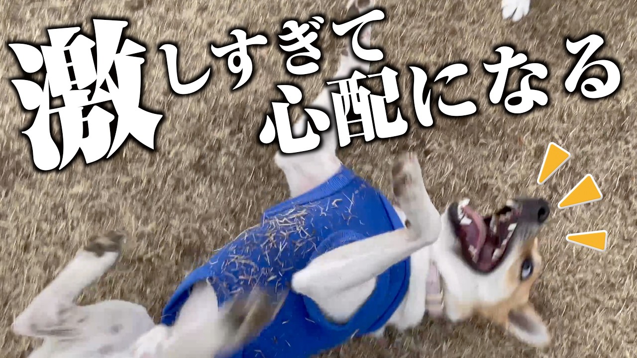 ショーがない日に体力を持て余したサーカス犬の散歩がはじけすぎているww