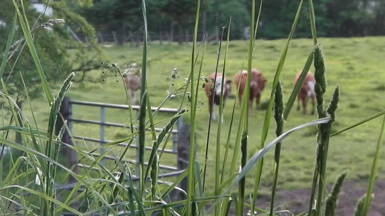 Using Seed Balls to Fill our Gardens with Wildflowers