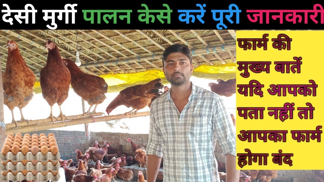 Desi Poultry Farm | Desi Murgi Palan | Desi Chicken Farming