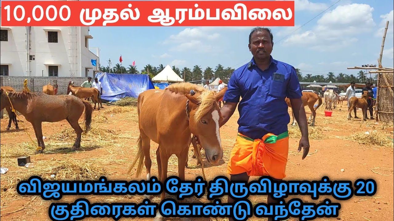 விஜயமங்கலம் தேர் திருவிழாவில்குறைந்த விலை நாட்டுக் குதிரைகள் வாங்க #god  #horse #countryhorse #tamil