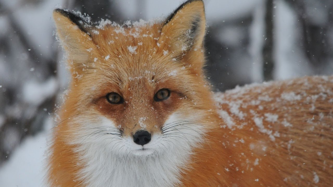 Foxes, Pups Cubs Red Fox, Arctic Fox, Swift Fox, Desert Cape Fox, Baby Arctic Grey Fox