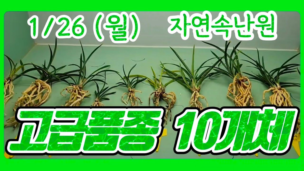 [1월 26일] 산채출.입변서반, 천두소, 단왕두, 입변복륜, 사계란, 녹운, 엽성복륜 올려봅니다.