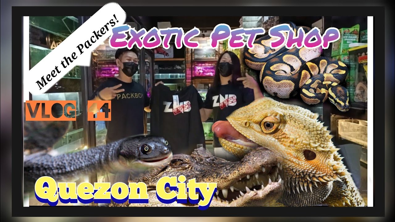 Bilihan ng mga Exotic pets sa Quezon City! Presyo ng Reptiles!