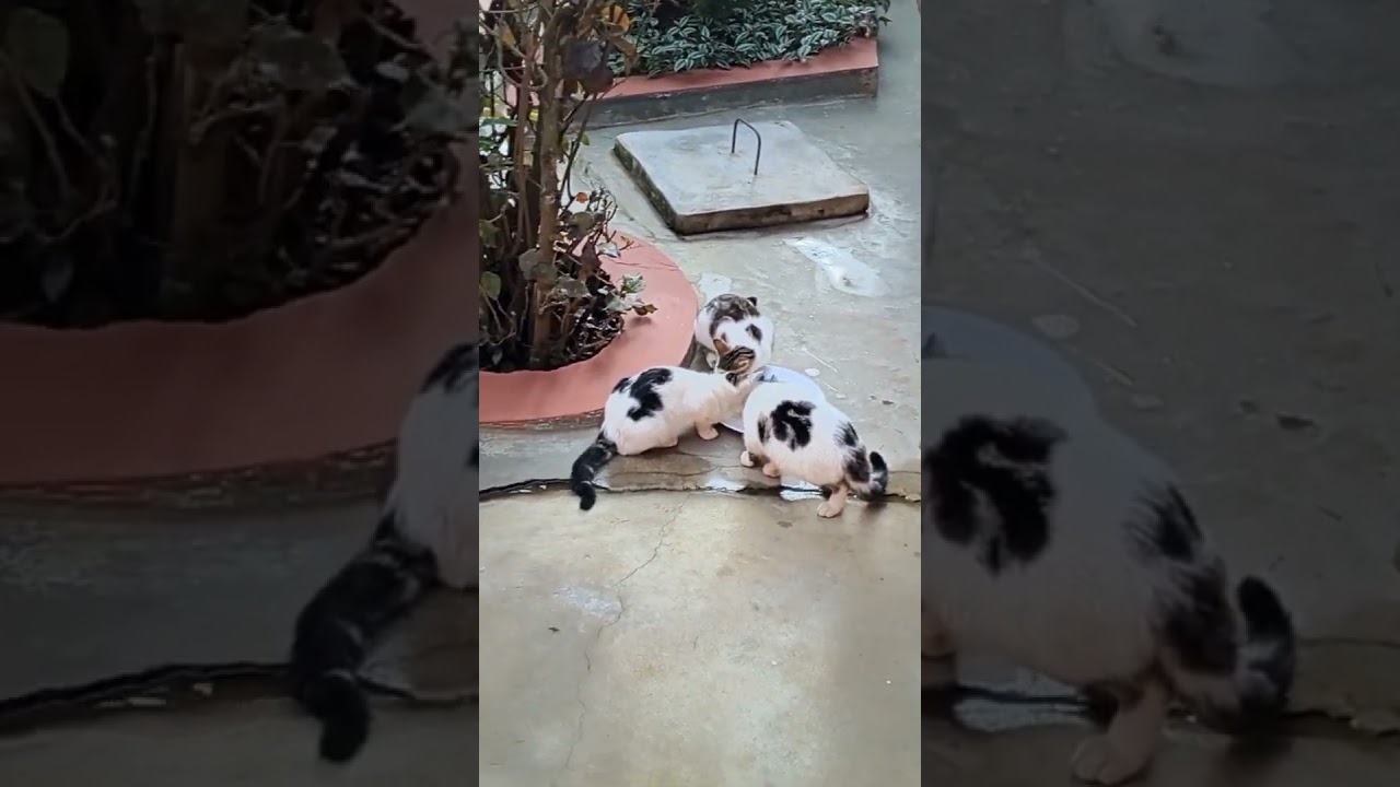 Cat Family Love 💕 at Mawas Residence Siaya County 🇰🇪 #pets #cats #catshorts