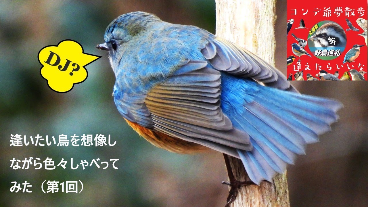 野鳥撮影散歩で逢いたい鳥を想像しながら色々しゃべってみた（第１回）