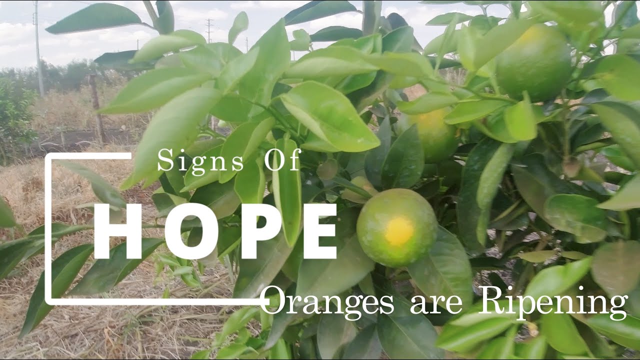 Ripening Oranges, Drought Survival & Hidden Pests – Life on the Farm