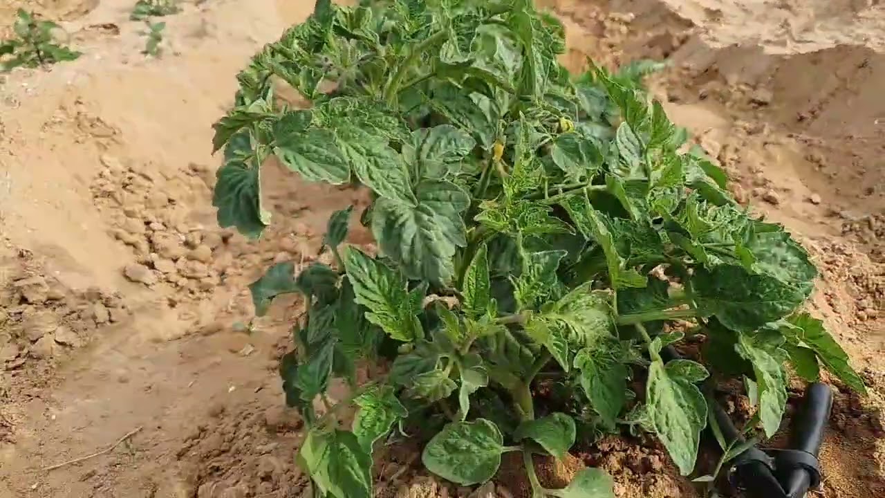 كيف تنجح فى زراعة الطماطم الصيفى. شاهد عوامل النجاح بداية من إختيار الصنف حتى الحصاد.