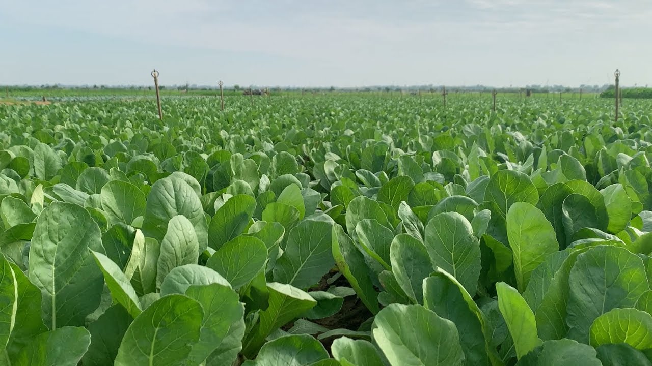 Radish farm life dedicated cultivation seed to harvest | Meyly cooking